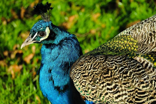 Foto close-up van een pauw