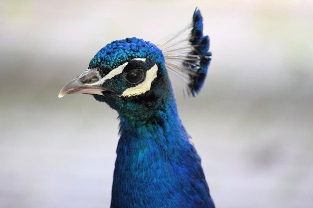 Close-up van een pauw