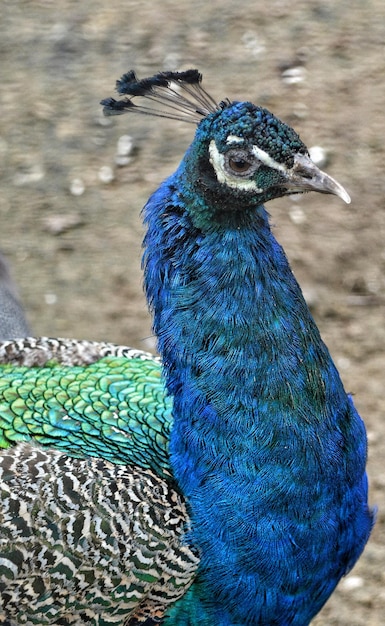 Foto close-up van een pauw