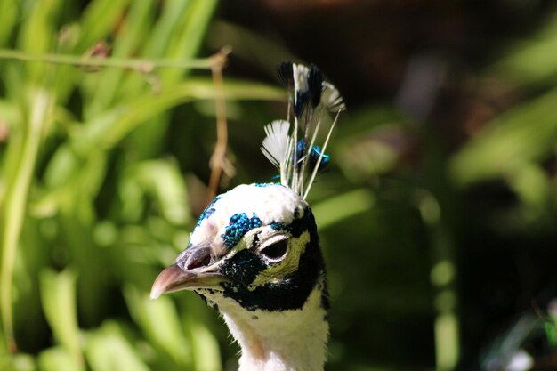 Foto close-up van een pauwvogel