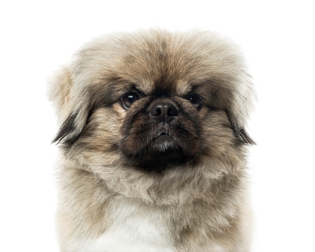 Close-up van een Pekingees, geïsoleerd op wit