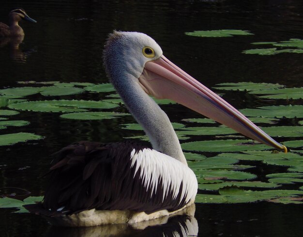 Foto close-up van een pelikaan die op een meer zwemt