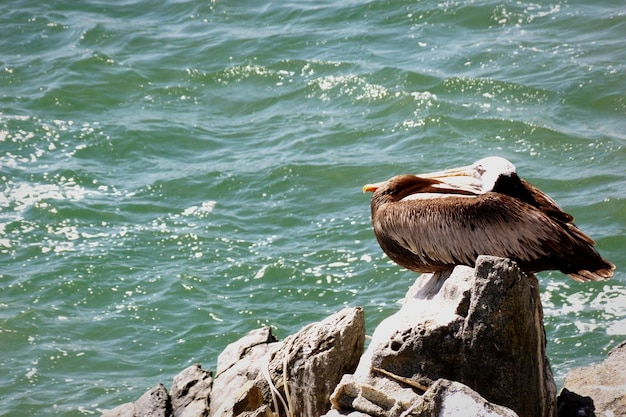 Close-up van een pelikaan die op een rots bij de zee zit