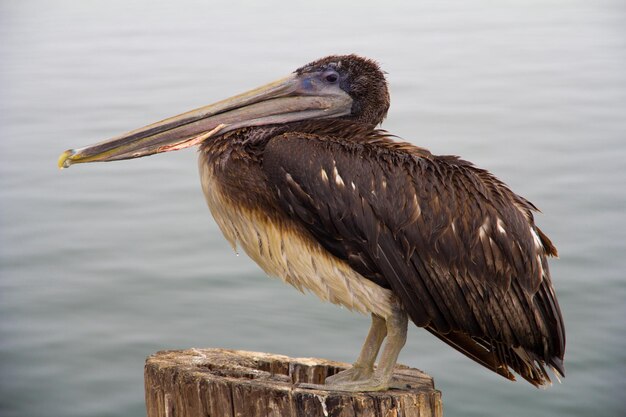 Foto close-up van een pelikaan die op het water zit