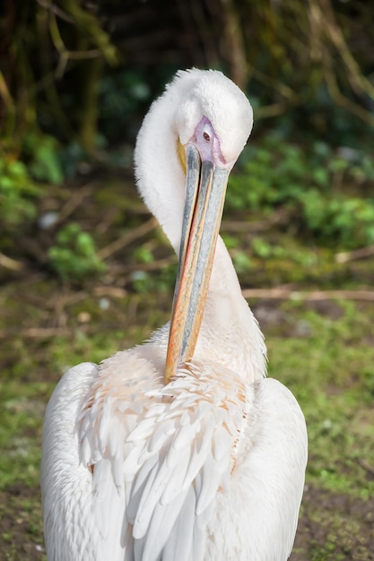 close-up van een pelikaan die zich voedt met een kleine vis