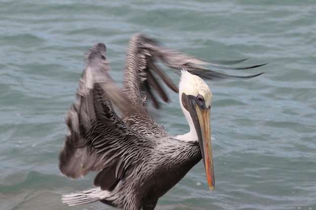 Foto close-up van een pelikaan in een meer