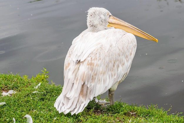 Foto close-up van een pelikaan op een meer