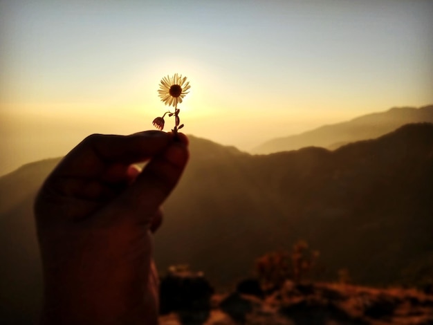 Foto close-up van een persoon die een bloem vasthoudt tegen de hemel tijdens de zonsondergang