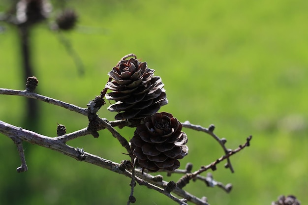 Foto close-up van een pijnboompje op een boom