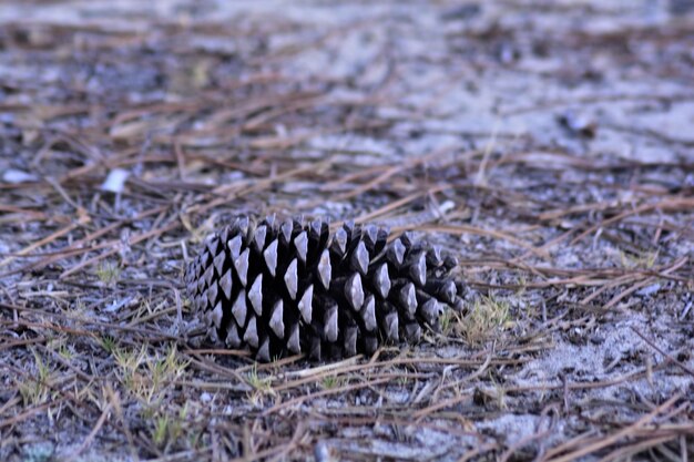 Foto close-up van een pijnboompje op het veld