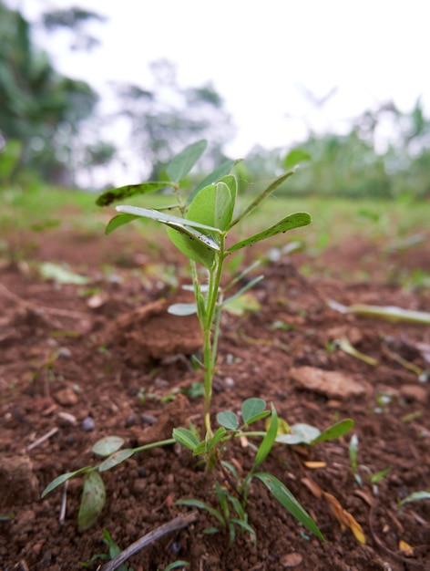 close-up van een pindaplant die op een plantage groeit