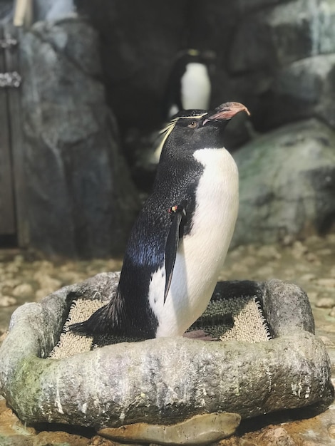 Close-up van een pinguïn op een rots