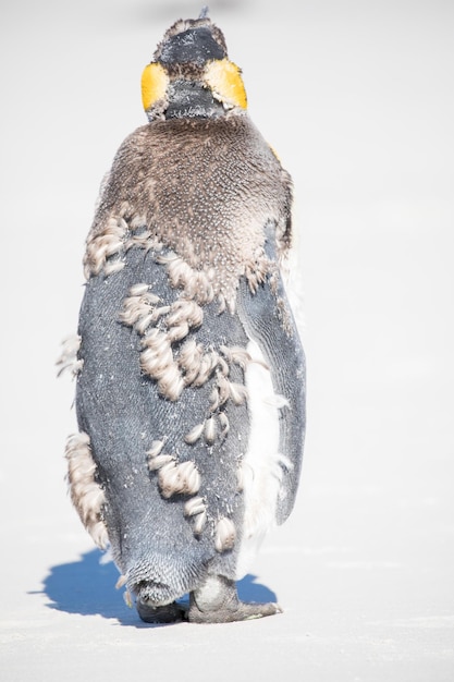 Foto close-up van een pinguïn tegen een witte achtergrond