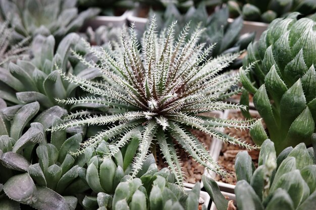 Foto close-up van een plant cactus