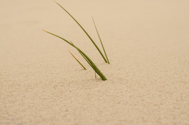 Close-up van een plant die op zand groeit