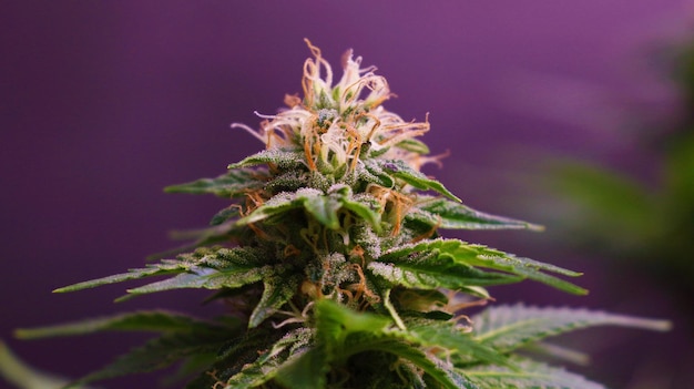 Close-up van een plant die tegen een paarse muur groeit