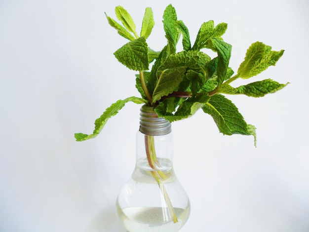 Foto close-up van een plant in een vaas tegen een witte achtergrond