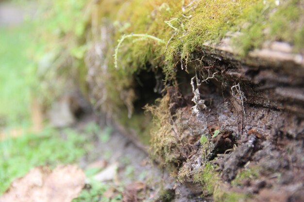 Foto close-up van een plant in het bos