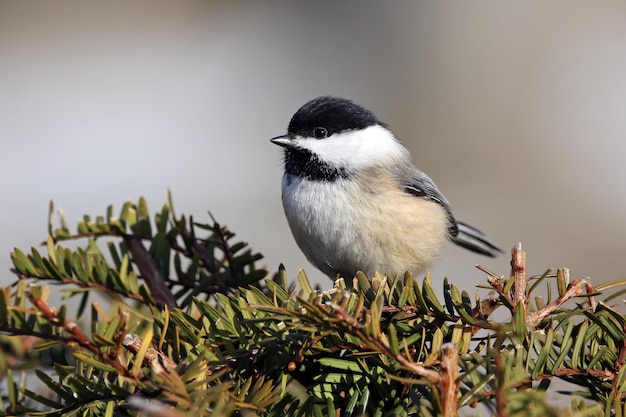 Close-up van een plant waar vogels zitten