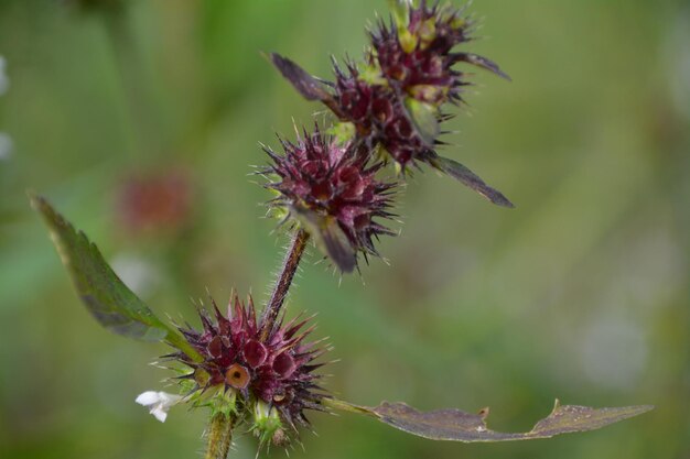 Foto close-up van een plant