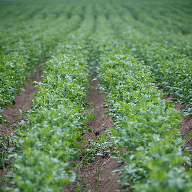 Close-up van een plantage van groene planten van jonge aardappelen Landbouw Groeiende biologische groenten