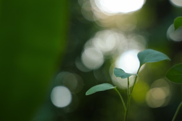 Foto close-up van een plantblad tegen een wazige achtergrond