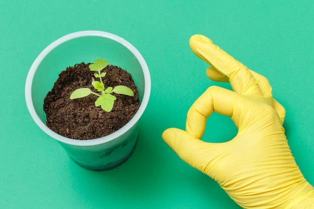 Close-up van een plastic blikje met een jonge tomatenzaailing in aarde en de hand van een vrouw in een nitrilhandschoen