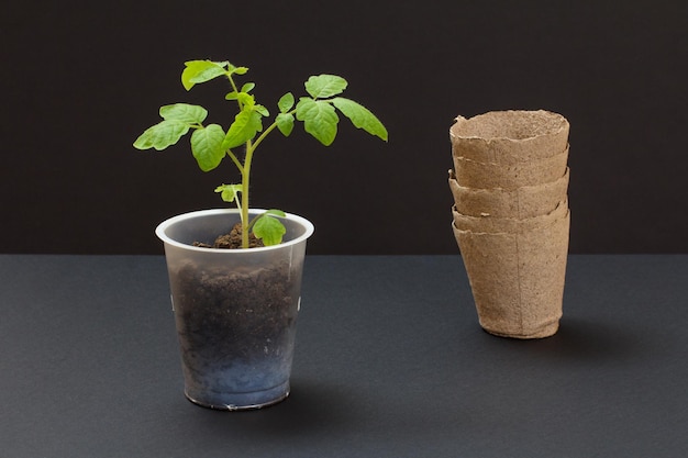 Close-up van een plastic blikje met jonge tomatenzaailing in een bodem en kartonnen blikjes