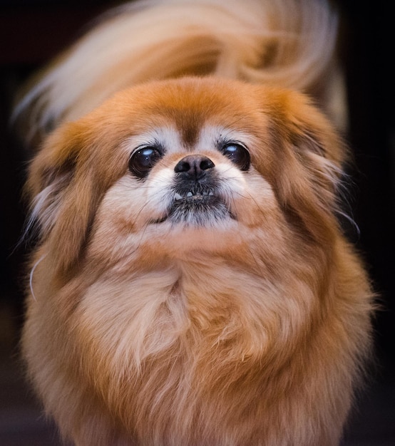 Close-up van een Pomeranian hond