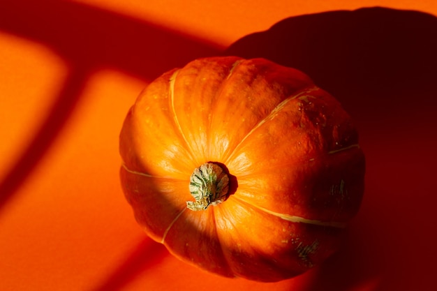 close-up van een pompoen en zijn schaduw op een oranje achtergrond in zonlicht