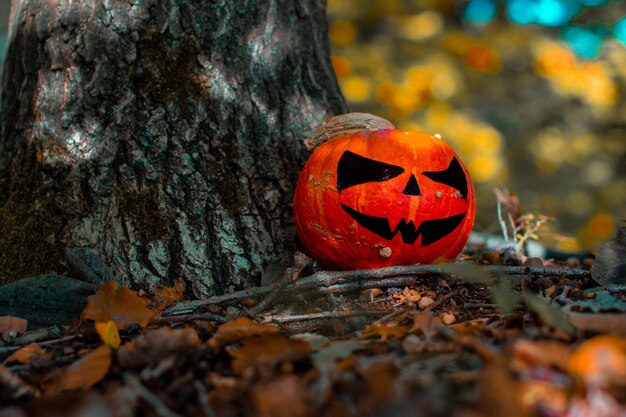 Foto close-up van een pompoen op een boom in de herfst