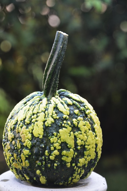 Foto close-up van een pompoen