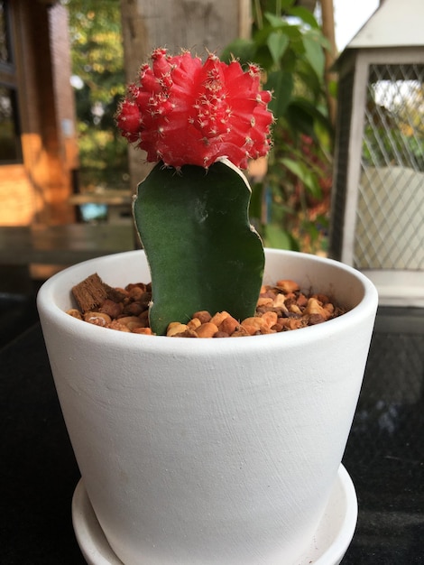 Foto close-up van een pot met cactusbloemen