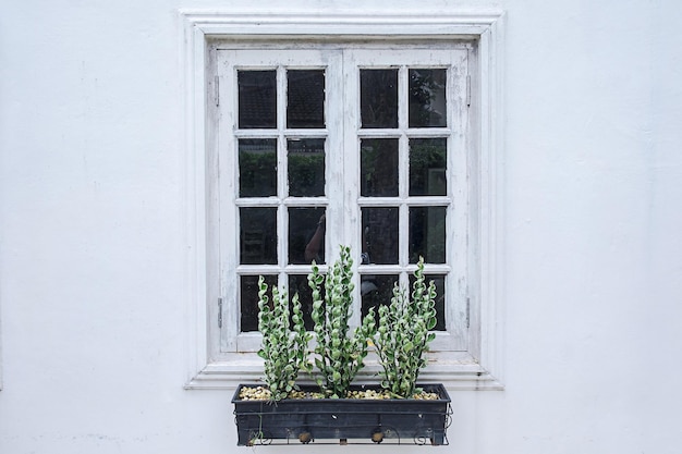 Close-up van een potplant bij het raam