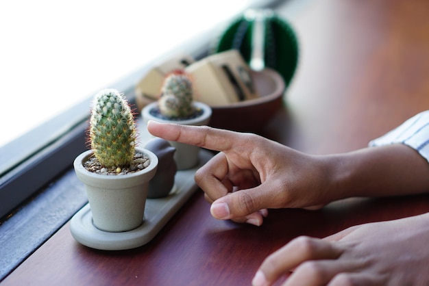 Foto close-up van een potplant die met de hand wordt aangeraakt