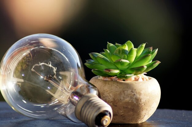 Foto close-up van een potplant op tafel