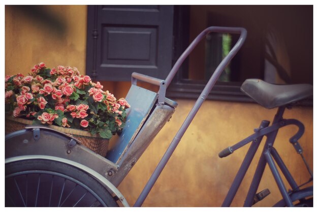 Foto close-up van een potplant op tafel