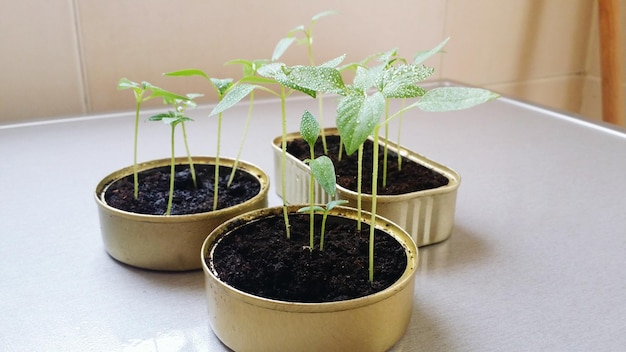 Foto close-up van een potplant op tafel