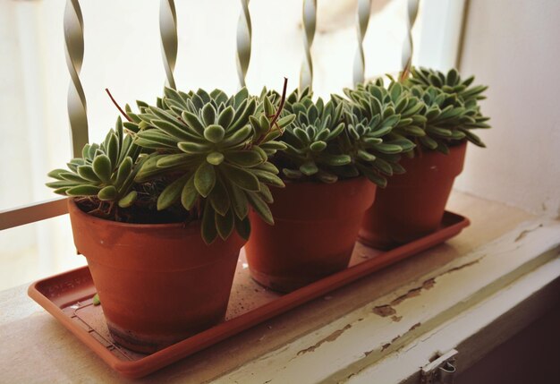 Foto close-up van een potplant op tafel