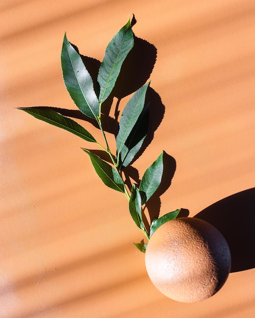 Foto close-up van een potplant tegen de muur