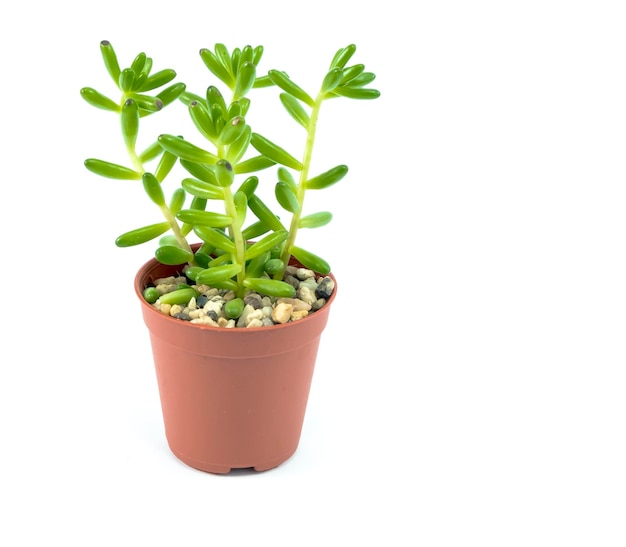 Close-up van een potplant tegen een witte achtergrond