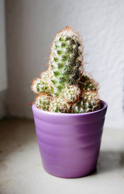 Foto close-up van een potplant thuis