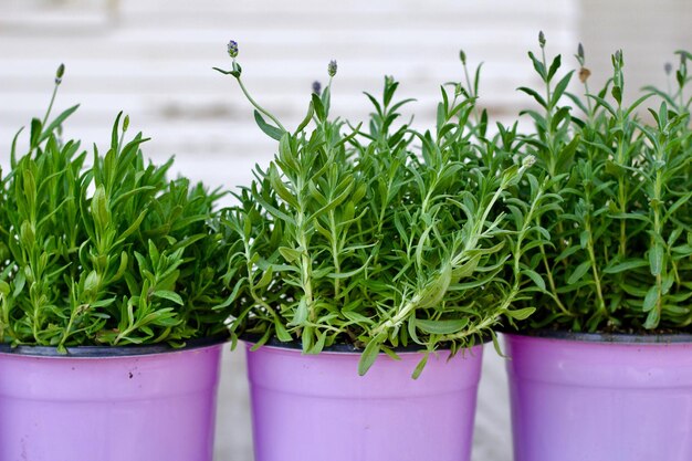 Foto close-up van een potplant