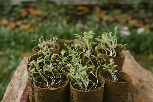 Foto close-up van een potplant