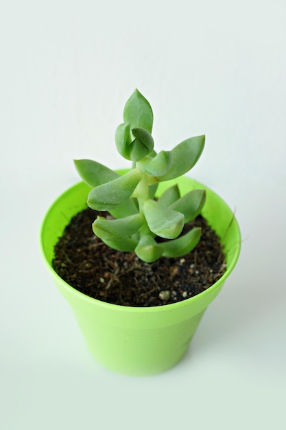 Close-up van een potplant
