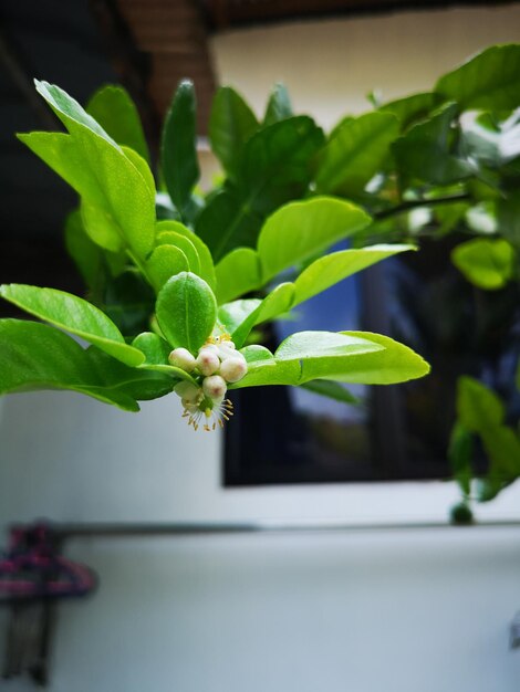 Foto close-up van een potplant