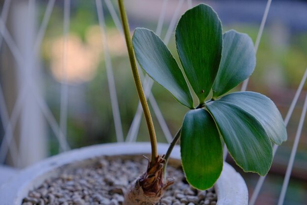 Foto close-up van een potplant