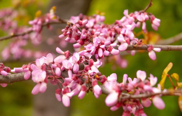 Close-up van een prachtig bloeiende roze sakura