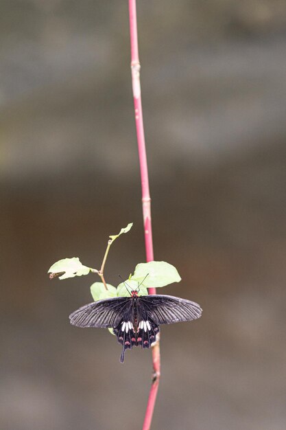 Foto close-up van een prachtige vlinder die op een blad zit met een wazige achtergrond