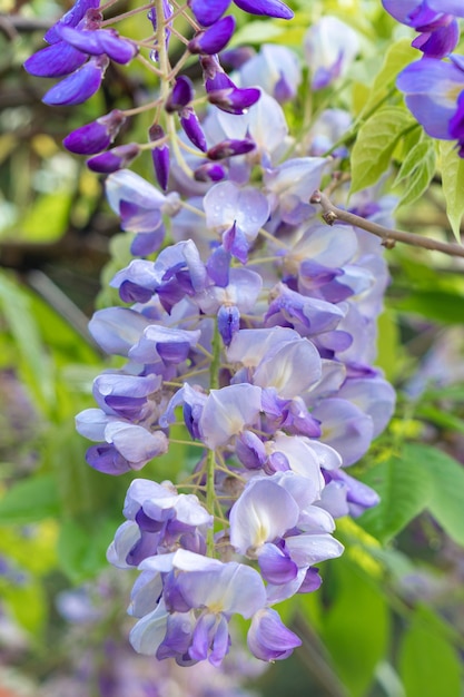 Close-up van een prachtige waterval van blauweregenbloemen